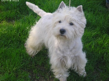 westie.jpg