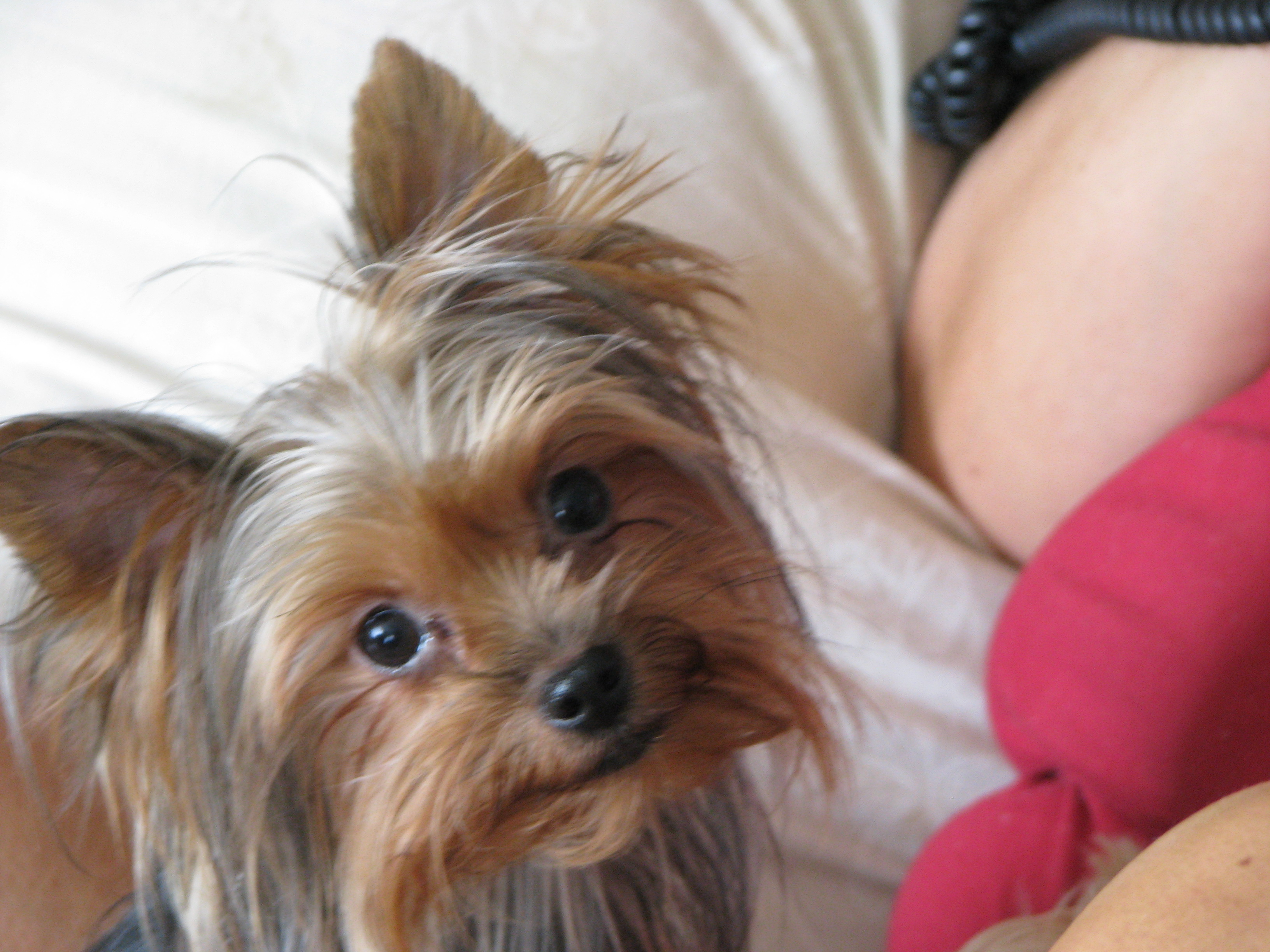 yorkie1.jpg